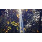 ویدیو استوک تغییر رنگ برگ‌ها در فصل پاییز