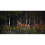 ویدیو استوک از حیوانات وحشی در طبیعت شمال غرب اقیانوس آرام