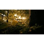 ویدیو استوک درختان جنگل با نور خورشید