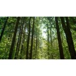 ویدیو استوک نور خورشید و تاج درختان در جنگل