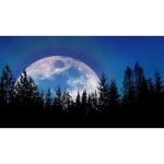 ویدیو استوک هاله رنگی ماه بزرگ بر فراز جنگل