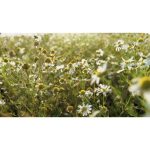 ویدیو استوک گل‌ها در حرکت آهسته در طبیعت