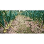 ویدیو استوک باغچه با پیازهای در حال رشد در مزرعه کوچک