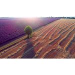 ویدیو استوک نمای هوایی از مزرعه اسطوخودوس