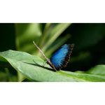 ویدیو استوک پروانه آبی در حال استراحت در جنگل