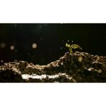 ویدیو استوک بارش باران بر روی گیاهان کوچک در بهار