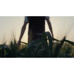 ویدیو استوک پیاده‌روی کشاورز در مزرعه گندم در صبح