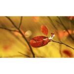 ویدیو استوک صدای باران و رعد و برق در طبیعت