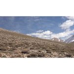 ویدیو استوک از بقا اسب‌های وحشی در شرایط سخت