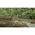 ویدیو استوک راهنمای قطع شاخه درختان آسیب‌دیده