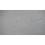 ویدیو استوک پرواز پرندگان در آسمان اورگان