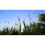 ویدیو استوک از نی‌های گیاهی در باد