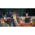 ویدیو استوک گوزن‌های جوان در نور خورشید