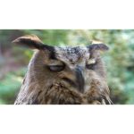 ویدیو استوک جغد عقابی در حال قفل کردن چشم‌ها