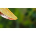 ویدیو استوک میوه‌های آبدار و خوشمزه برای محتوا