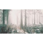 ویدیو استوک جنگل دسامبر با نور خورشید