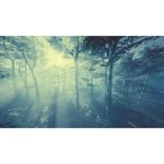 ویدیو استوک جنگل جادویی با پرتوهای نور