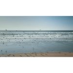 ویدیو استوک پرواز مرغ‌های دریایی در ساحل