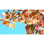 ویدیو استوک تغییرات درختان پاییزی در طبیعت