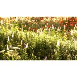 ویدیو استوک غروب تابستان در طبیعت