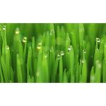 ویدیو استوک قطرات آب روی چمن سبز طبیعی