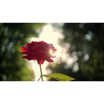 ویدیو استوک شکوفه زدن گل رز قرمز در باغ